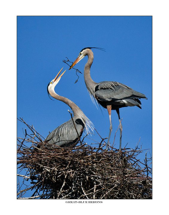 _1SB0554 gbh twig handoff a11x14.jpg